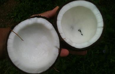 coconut oil for sex