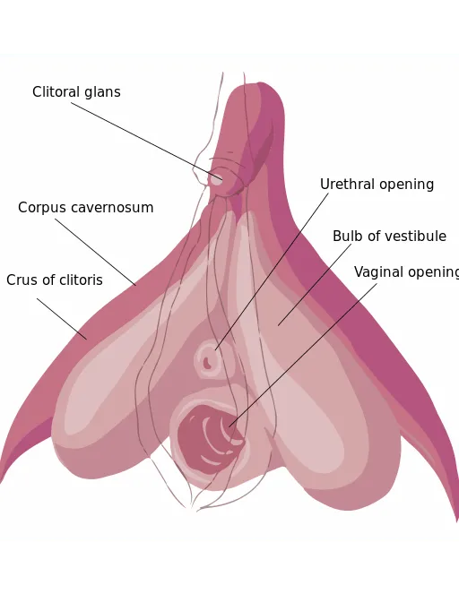 Clitoris anatomy
