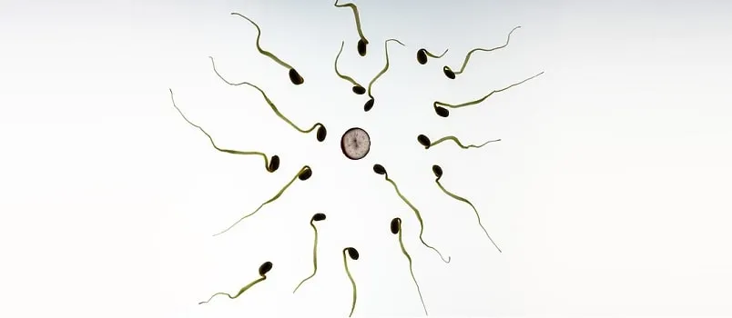 sperm in precum